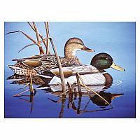 Paint By Number Adult - Blue Water Mallards