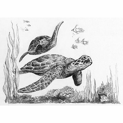 Sketch Art Mini - Sea Turtles