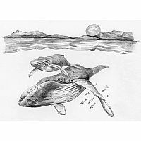 Sketch Art Mini - Whales